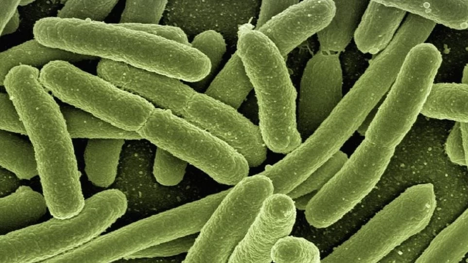 Ανακαλύφθηκαν στο ανθρώπινο έντερο σχεδόν 2.000 άγνωστα μέχρι σήμερα είδη βακτηρίων